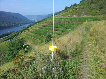 Farbschalen eignen sich als Fangmethoden fr Wildbienen. 