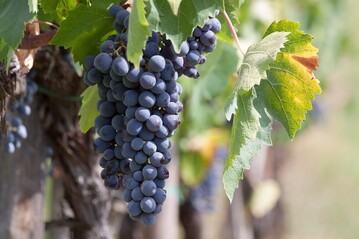 DieWinzervereinigung Freyburg-Unstrut zieht nach sechs Wochen Lese eine positive Erntebilanz.