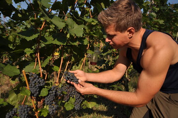 Winzer Hendrik Weber von der Sektmanufaktur Perlgut hat vor der Lese am Wochenende seine Trauben des Cabernet Dorsa genau begutachtet. Er wei aus Erfahrung, dass diese Rebsorte anfllig fr die Kirschessigfliege ist. Im Bild ist auch ein Monitoring-Falle des Landesamtes zu sehen.