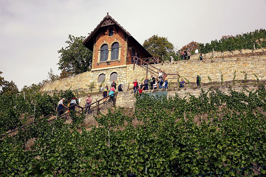 Schlifterweinberg in Freyburg zum Winzerfest 2019