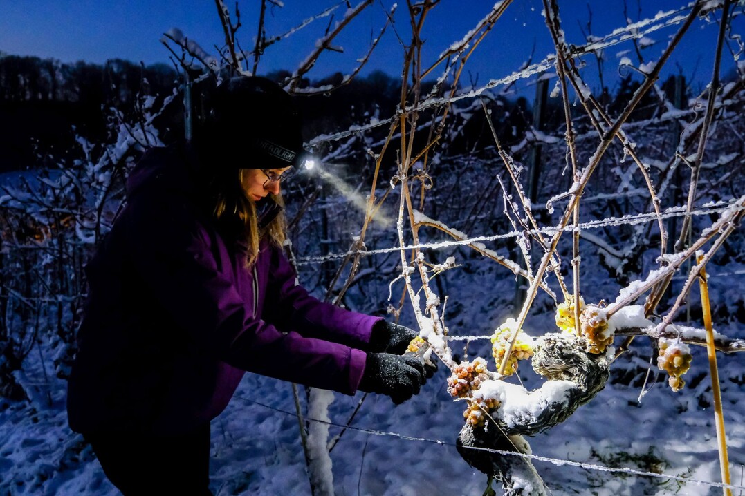 Winzerin Josefine Büttner bei der Eisweinlese im Weinberg Paradies in Radebeul.