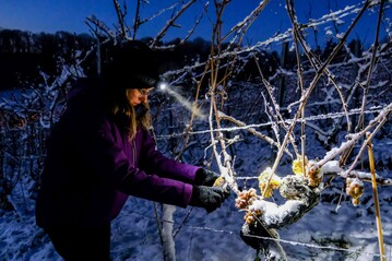 Winzerin Josefine Bttner bei der Eisweinlese im Weinberg Paradies in Radebeul.