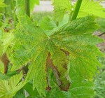 Schwarzfleckensymptome (hier: Muskat-Trollinger 5.Standjahr)