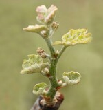Deutliche Kräuselmilbe-Schäden im Frühling